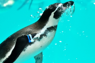 soku_19693.jpg :: 水族館 アクアワールド茨城県大洗水族館 フンボルトペンギン 
