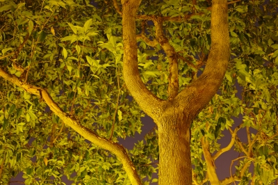 soku_19729.jpg :: DP2M 夜間 13秒 風景 自然 樹木 