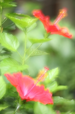 soku_19741.jpg :: ハイビスカス 植物 花 赤い花 