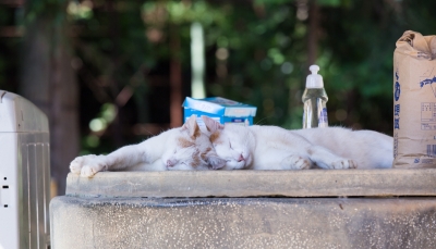 soku_19848.jpg :: 動物 哺乳類 猫 ネコ お昼寝 