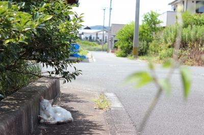 soku_20018.jpg :: 風景 猫 