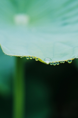 soku_20062.jpg :: 植物 花 蓮 ハス 風景 自然 水滴 