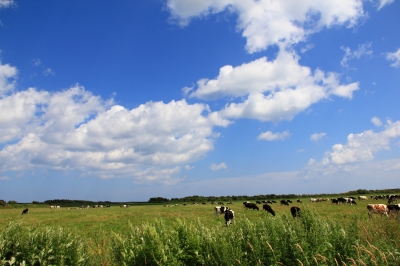 soku_20065.jpg :: 風景 自然 草原 牧場 動物 家畜 牛 