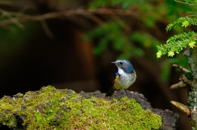 soku_20080.jpg :: 動物 鳥 野山の鳥 ルリビタキ 