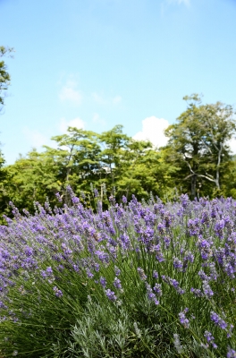 soku_20137.jpg :: 植物 花 紫の花 ラベンダー 
