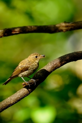 soku_20274.jpg :: 動物 鳥 野山の鳥 キビタキ 幼鳥 