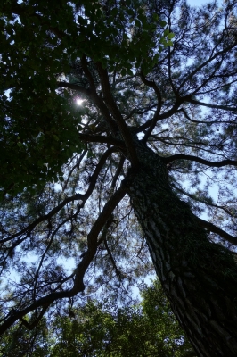 soku_20291.jpg :: RX100 HDR AUTO 風景 自然 樹木 