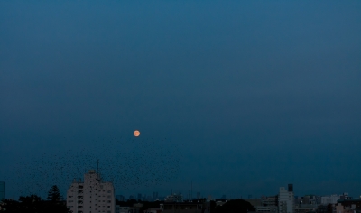 soku_20300.jpg :: 夜景 月 鳥 風景 ブルームーン 