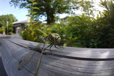 soku_20328.jpg :: 動物 虫 昆虫 蜻蛉 トンボ 
