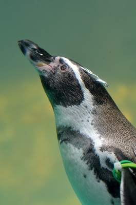soku_20329.jpg :: 水族館 アクアワールド茨城県大洗水族館 フンボルトペンギン 