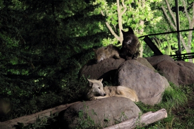 soku_20354.jpg :: 動物 旭山動物園 夜 狼 オオカミ 