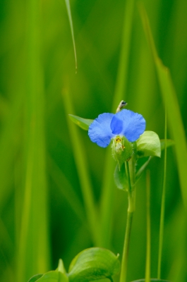 soku_20365.jpg :: 植物 花 青い花 露草 つゆくさ 