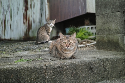 soku_20419.jpg :: ぬこ 動物 哺乳類 猫 ネコ 