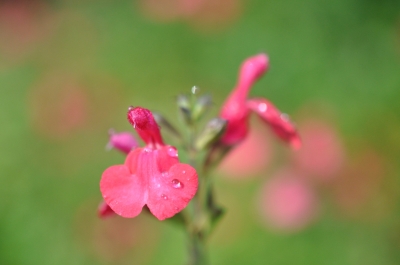 soku_20447.jpg :: セージ 植物 花 ピンクの花 