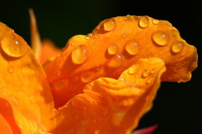 soku_20496.jpg :: 植物 花 オレンジ色の花 水 水滴 