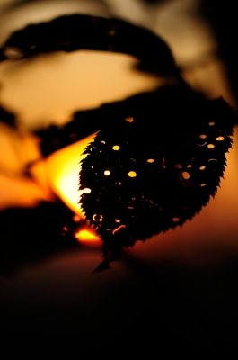 soku_20512.jpg :: 風景 自然 空 朝日 朝焼け 日の出 シルエット 