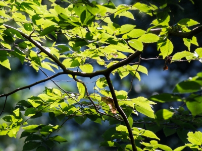 soku_20530.jpg :: 葉っぱ 植物 樹木 枝 