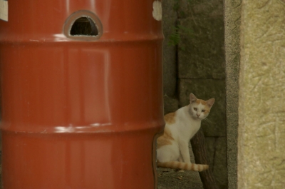 soku_20576.jpg :: 動物 哺乳類 猫 ネコ 