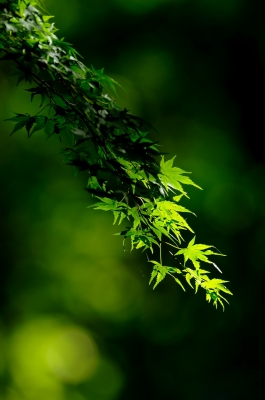 soku_20585.jpg :: 風景 自然 楓 葉っぱ 緑 