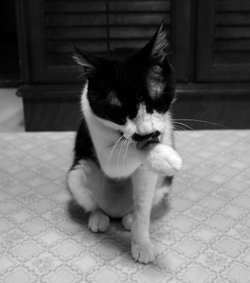 soku_20602.jpg :: 退院 動物 哺乳類 猫 ネコ 