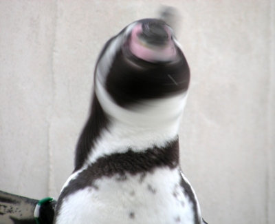 soku_20638.jpg :: ドリルくちばし 動物 鳥 ペンギン 