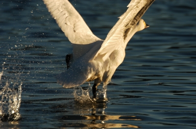 soku_20657.jpg :: 動物 鳥 コハクチョウ 