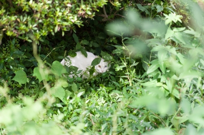 soku_20698.jpg :: 動物 哺乳類 猫 ネコ 植物 草葉 雑草 