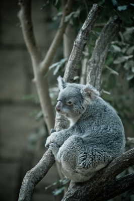 soku_20700.jpg :: 動物 哺乳類 コアラ 