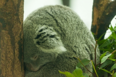 soku_20702.jpg :: 動物 哺乳類 コアラ 