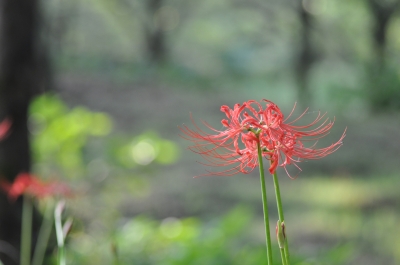 soku_20724.jpg :: 彼岸花 曼珠沙華 植物 花 赤い花 