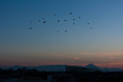 soku_20747.jpg :: 空 雲 夕焼け 夕暮れ 鳥 富士山 