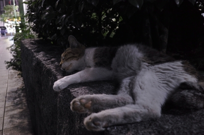 soku_20776.jpg :: 動物 哺乳類 猫 ネコ 