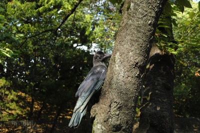 soku_20778.jpg :: DP2M 睨むカラス 風景 自然 森林 動物 鳥 カラス 