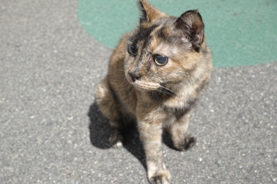 soku_20792.jpg :: 動物 哺乳類 猫 ネコ 子猫 
