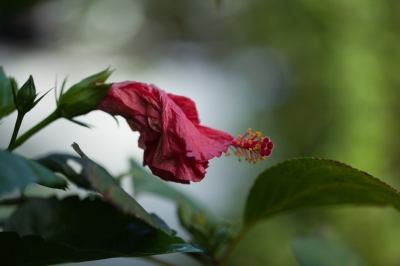 soku_20795.jpg :: 植物 花 赤い花 ハイビスカス 