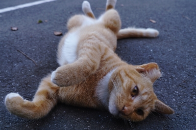 soku_20801.jpg :: 動物 哺乳類 猫 ネコ 