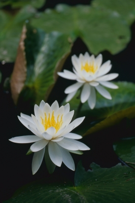 soku_20885.jpg :: 植物 花 白い花 睡蓮 フィルム 銀塩 
