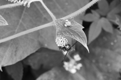 soku_20929.jpg :: 動物 昆虫 アシナガバチ モノクロ 白黒 