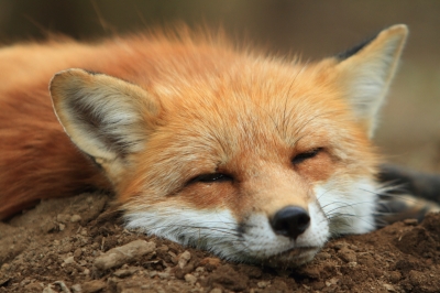 soku_21024.jpg :: 動物 哺乳類 狐 キツネ 