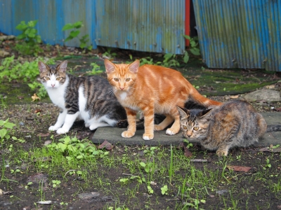 soku_21127.jpg :: 動物 哺乳類 猫 ネコ 
