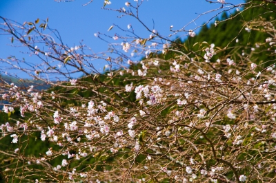 soku_21130.jpg :: 植物 花 桜 サクラ 