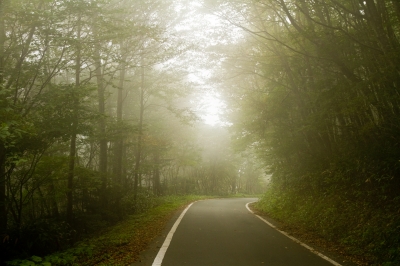 soku_21131.jpg :: 風景 自然 森林 霧 