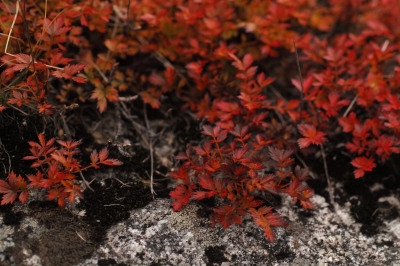 soku_21302.jpg :: SD1 マクロ 高山植物 紅葉 