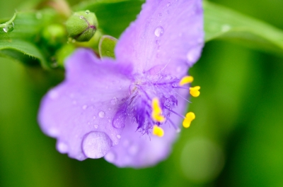 soku_21358.jpg :: 植物 花 紫の花 