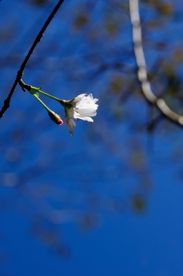 soku_21391.jpg :: 秋に咲く桜 サクラ 