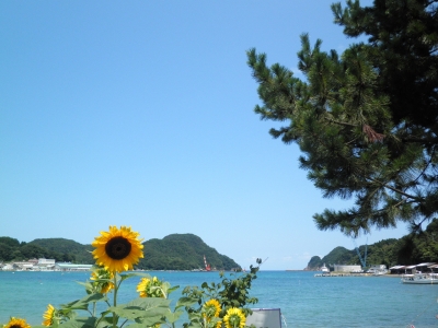 soku_21399.jpg :: 風景 自然 海 植物 花 向日葵 ヒマワリ 