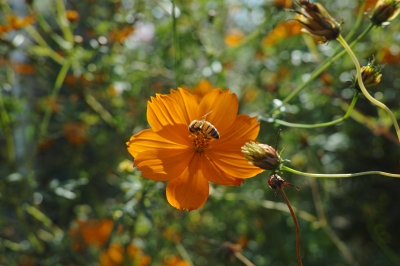 soku_21427.jpg :: マーヤ 動物 虫 昆虫 蜂 ハチ 