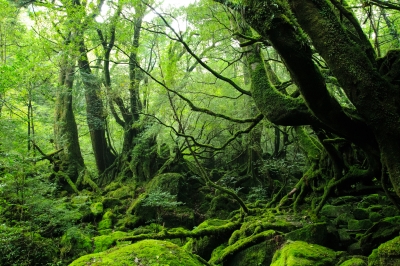 soku_21447.jpg :: 風景 自然 森林 原生林 植物 苔 コケ 