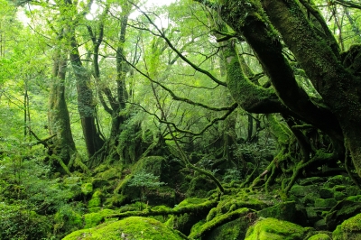 soku_21450.jpg :: 風景 自然 森林 原生林 植物 苔 コケ 