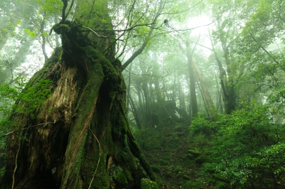 soku_21452.jpg :: 風景 自然 森林 原生林 霧 